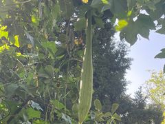 -红蜡烛-养生粥-津鲁菜(中山路店)