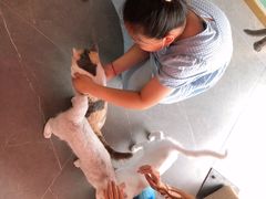 -喵店&猫咖
