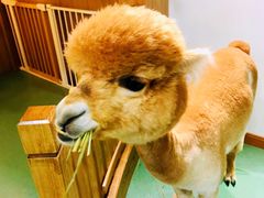 -藦茜花园宠物主题亲子互动体验馆(国顺东路店)