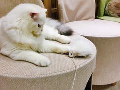 -猫和宫(六道口店)