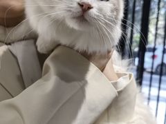 -琪喵猫屋·撸猫猫咖·猫舍