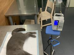 -爱侣宠医·鹦鹉专科·小型哺乳类·异宠专科(灵石路店)