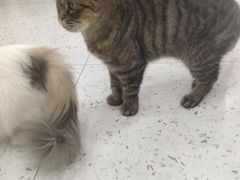 -喵园·猫主题咖啡厅·撸猫·猫咖(国贸店)