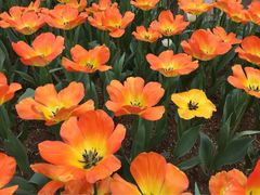 -洛阳郁金香牡丹园