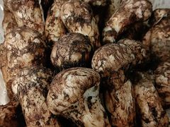 野生松茸-菌之家野生菌火锅