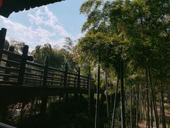 -大唐贡茶院