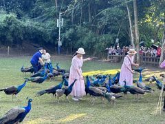 -西双版纳勐泐文化旅游区