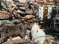 -喵屿·大理花园猫咖