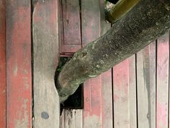 -牛背梁国家森林公园