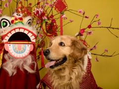 -超宠爱宠物摄影-Super pet