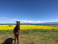 -青海湖国家重点风景名胜区