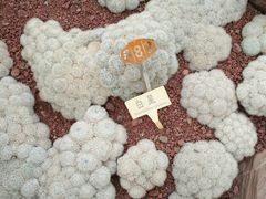 -南通洲际绿博园