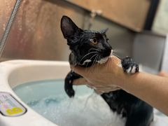 -PETKIT小佩宠物·低压洗护(国顺东路店)