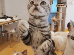 -有喵·猫咖·狗咖·30几只猫10只小狗(岗厦店)