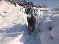 -东莞宠友24H宠物中心医院·转诊夜诊·异宠(新河北路院)
