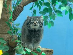 -青藏高原野生动物园