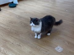 -1013 PET SHOP精品宠物商店(丁香店)