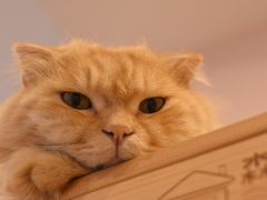 -猫咪派对(江南西店)