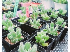 -金陵花卉交易市场