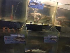 -鱼酷活鱼烤鱼(沈阳大悦城店)