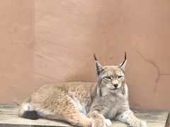-青藏高原野生动物园