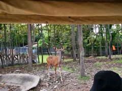 -清迈夜间动物园