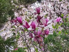 -桃花堤公园