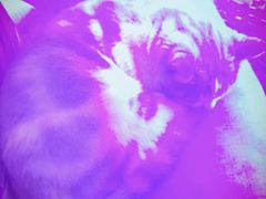 -Sirena海妖日咖夜酒