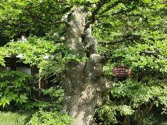 -上海醉白池公园