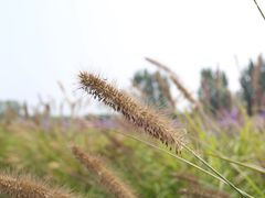 -北京东方普罗旺斯薰衣草庄园