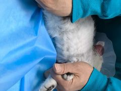 -中农国际动物医院24小时·猫科·骨科·急重症中心