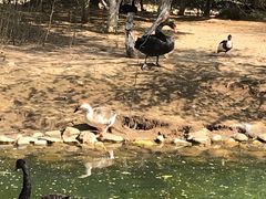 -长白岛森林公园