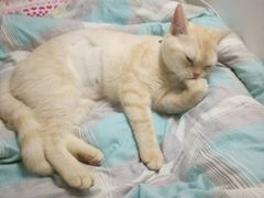 -关爱宠物医院·猫科中心·消化科(滨湖万达分院)