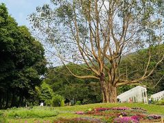 -深圳仙湖植物园