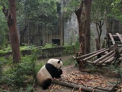 -钟方模白家肥肠粉(春熙店)
