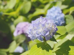 -上海滨江森林公园