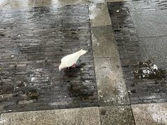 -西湖外事游船(湖滨二公园外事游船码头)