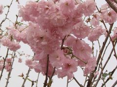 樱花-天适樱花悠乐园