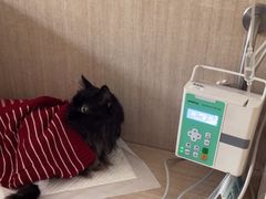 -北京观赏动物医院·24小时大型综合·猫专科·异宠专科