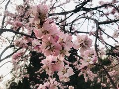 -桃花堤公园