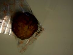 android_upload_pic-红宝石·鲜奶小方(莘庄店)