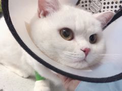-诺比宠物医院心脏内科·泌尿肾内外科·骨科急重症