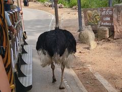 -清迈夜间动物园