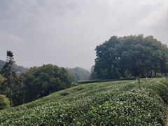 -西湖风景区十里琅珰-五云山