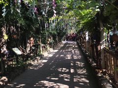 -北京呀路古热带植物园