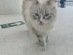 -纳吉亚猫专科动物医院·北北分院