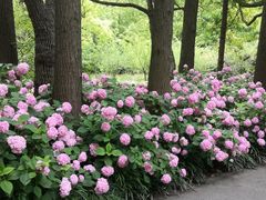 -上海滨江森林公园