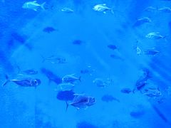 -哈尔滨波塞冬海底世界