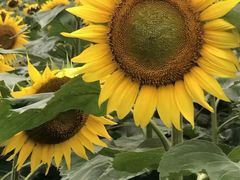 -松山湖梦幻百花洲