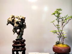 -苏州艺都古玩花鸟市场